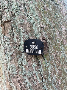 Eine Plakettennummer für die digitale Baumkontrolle hängt an einem Baumstamm.