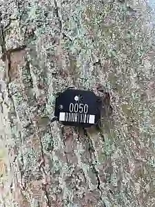 Eine Plakettennummer für die digitale Baumkontrolle hängt an einem Baumstamm.